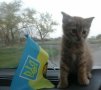 kozak_kitty