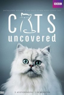 Коти без прикриття 1 сезон постер