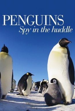 постер серіалу Очима пінгвінів