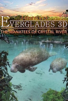 постер до фільму Еверглейдс: Ламантини Кришталевої річки дивитися онлайн