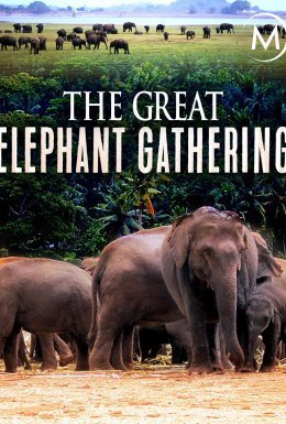 постер до фільму Велике зібрання слонів дивитися онлайн