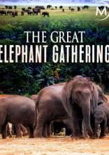 постер Велике зібрання слонів онлайн в HD
