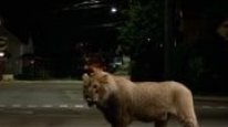 кадри з фільму Вовк і лев
