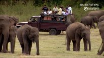 кадри з фільму Велике зібрання слонів