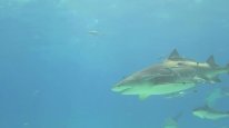 кадри з фільму Карибські острови: Занурення з акулами