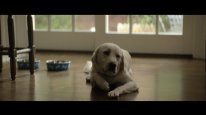 кадри з фільму Загублений пес