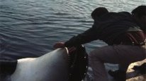 кадри з фільму Наму, кит убивця