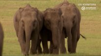 кадри з фільму Велике зібрання слонів