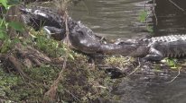 кадри з фільму Еверглейдс: Ламантини Кришталевої річки