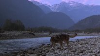 кадри з фільму Біле ікло 2: Легенда про білого вовка