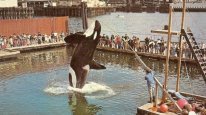 кадри з фільму Наму, кит убивця