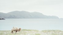 кадри з фільму Арктичні верблюди