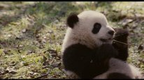 кадри з фільму Слід панди