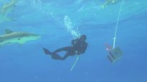 кадри з фільму Карибські острови: Занурення з акулами