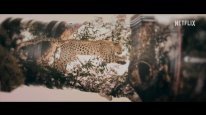 кадри з фільму Життя з леопардами