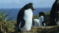 кадри з серіалу Очима пінгвінів