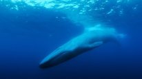 кадри з фільму Найсамотніший кит