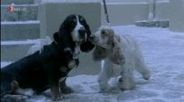 кадри з фільму Дві собаки на Різдво / Два собаки на Різдво