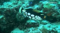 кадри з фільму Кораловий риф: дивовижні підводні світи