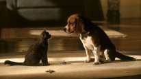 кадри з фільму Коти проти собак