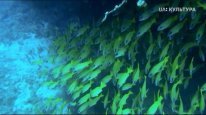 кадри з фільму Кораловий риф: дивовижні підводні світи
