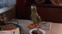 кадри з фільму ПоліПолі: Історія папуги!
